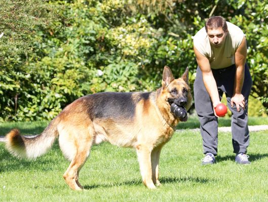 Doesn't he know I've already got my mouth full
Schlüsselwörter: Enoch German Shepherd Alsatian Zbigniew