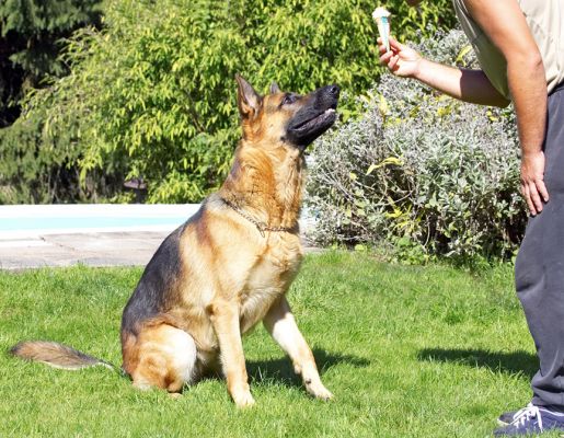 Is that for me?
Ключові слова: Enoch German Shepherd haddock ice cream