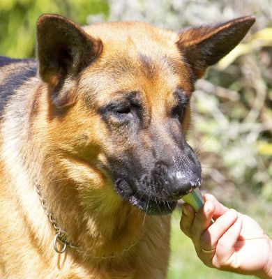 Well, hey, you gotta devour it in one go before the ice cream melts
Palabras clave: Enoch German Shepherd Alsatian haddock ice cream