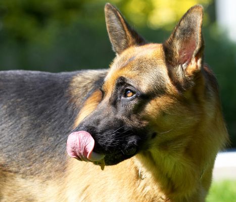Boy, that was good
Keywords: Enoch German Shepherd Alsatian tongue