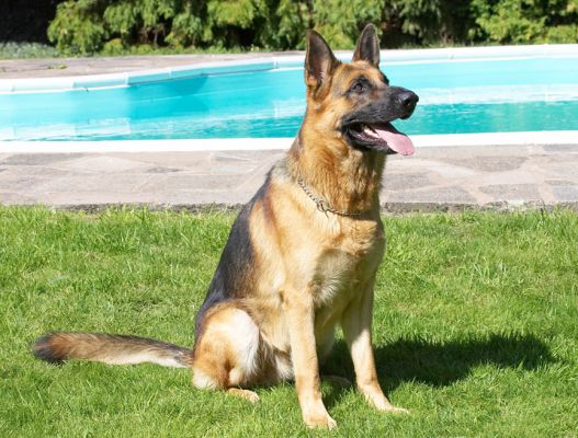 Yes, I'm sitting patiently
Schlüsselwörter: Enoch German Shepherd Alsatian tongue