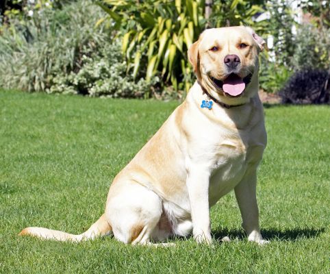 I am SO pleased with myself
Schlüsselwörter: Barney Golden Retriever tongue