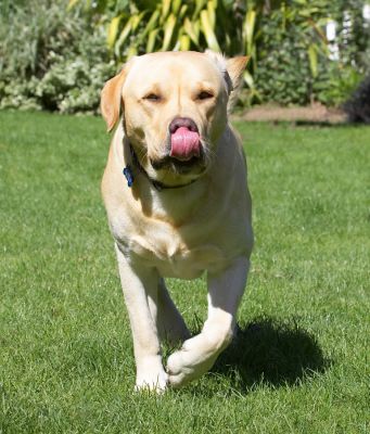 I'm coming
Keywords: Barney Golden Retriever tongue