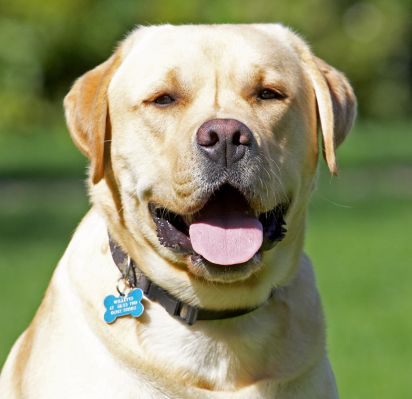 I'm good at this posing aren't I?!
Mots-clés: Barney Golden Retriever tongue