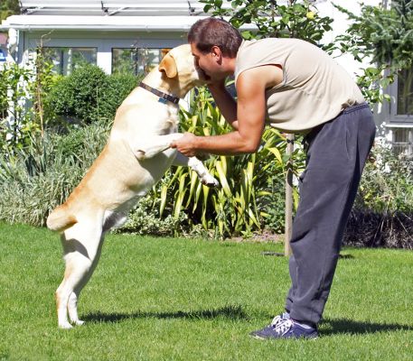 Got a secret to tell you
Keywords: Barney Golden Retriever Zbigniew