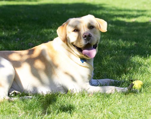 Look at me all dappled
Keywords: Barney Golden Retriever tongue