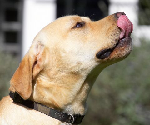 Yummy
Keywords: Barney Golden Retriever tongue