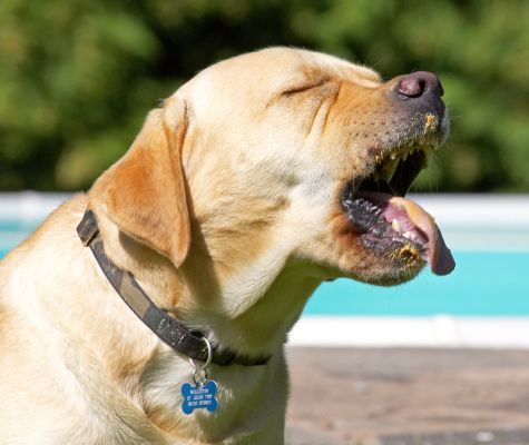 Actually, it was rather delicious
Schlüsselwörter: Barney Golden Retriever tongue