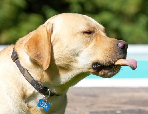 Mmmmmmmm
Ключові слова: Barney Golden Retriever tongue