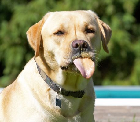 Well, this is the only way to eat peanut butter
Anahtar kelimeler: Barney Golden Retriever tongue