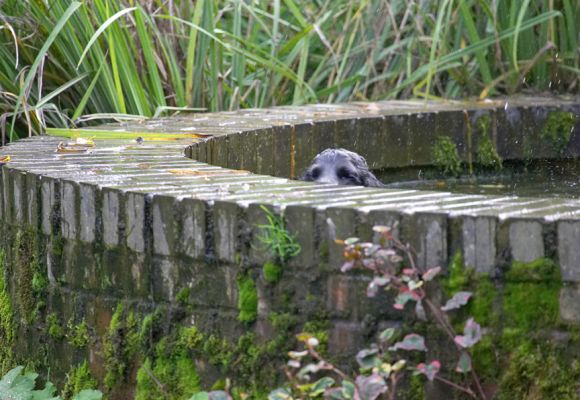 Should I be in here?
Trefwoorden: Paddy Cocker Spaniel