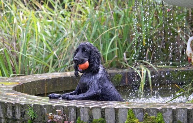 Oh what the heck - I'm having fun!
Palabras clave: Paddy Cocker Spaniel
