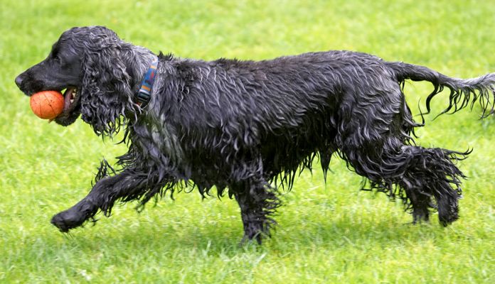 I'm really busy right now
Keywords: Paddy Cocker Spaniel