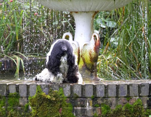 No, that's my rear end!
Keywords: Walter Cocker Spaniel
