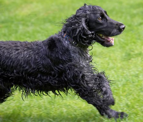 I'm really good at chasing down balls
Keywords: Paddy Cocker Spaniel