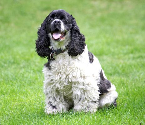 I'm happy jus' sitting
Mots-clés: Walter Cocker Spaniel