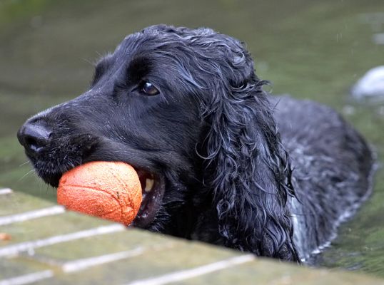 Who wants a clean swimming pool when there's this lovely muddy water!!
Keywords: Paddy Cocker Spaniel