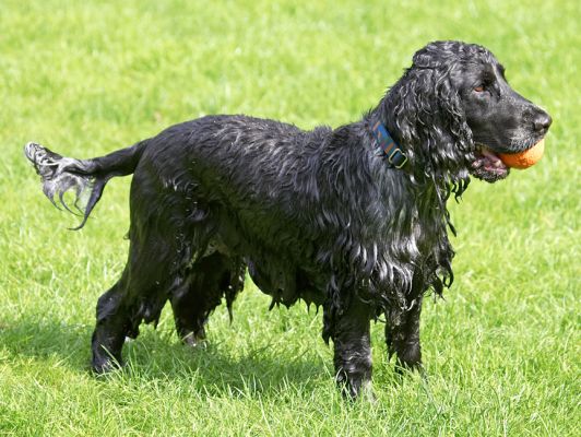 Is he gonna throw another ball?
Klíčová slova: Paddy Cocker Spaniel