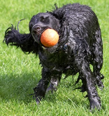 Gotta get that water outta my ear
Anahtar kelimeler: Paddy Cocker Spaniel