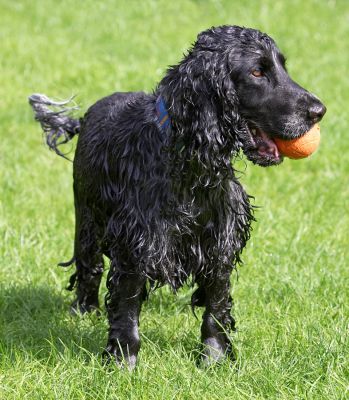 's'long as I got a ball I'm happy
Ključne besede: Paddy Cocker Spaniel