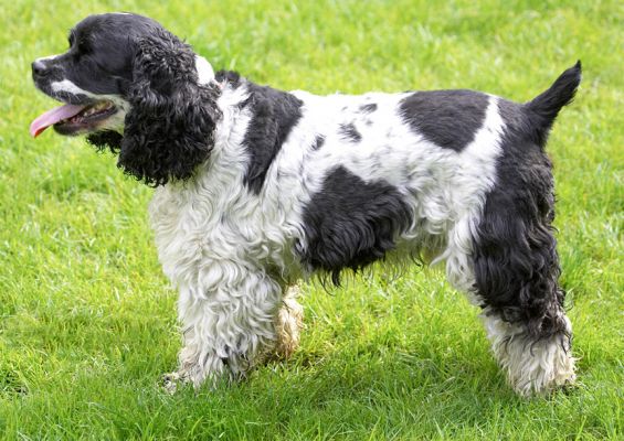 Just watching the world go by
Keywords: Walter Cocker Spaniel