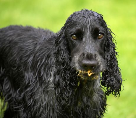 Whaddya mean "I'm a mucky pup"!
Λέξεις-κλειδιά: Paddy Cocker Spaniel