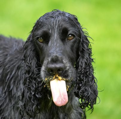 Look, I'm cleaning up, OK!
Avainsanat: Paddy Cocker Spaniel tongue