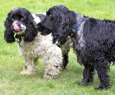 We're busy gorging
Anahtar kelimeler: Walter Paddy Cocker Spaniel tongue
