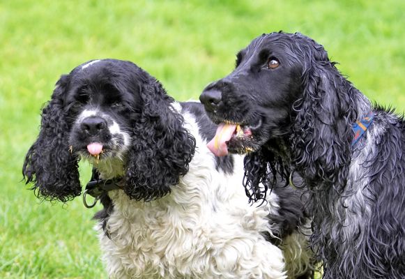 We're hoping there's gonna be more
Anahtar kelimeler: Walter Paddy Cocker Spaniel tongue