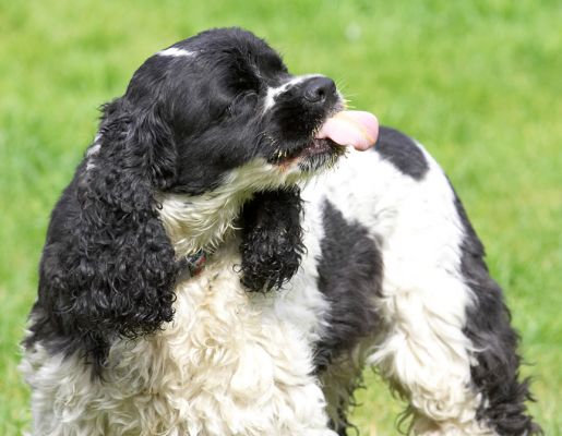 Mmmm, mmmm, mmmm
Palabras clave: Walter Cocker Spaniel tongue