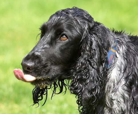 This is almost better than the fountain
Anahtar kelimeler: Paddy Cocker Spaniel tongue