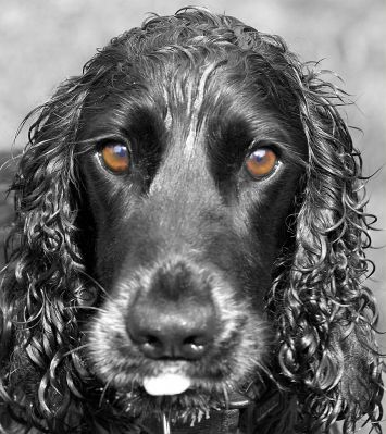 I'm concentrating, OK!
Schlüsselwörter: Paddy Cocker Spaniel tongue