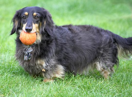 I've got the ball, what now?
Palabras clave: Cartridge Miniature longhaired Daschund