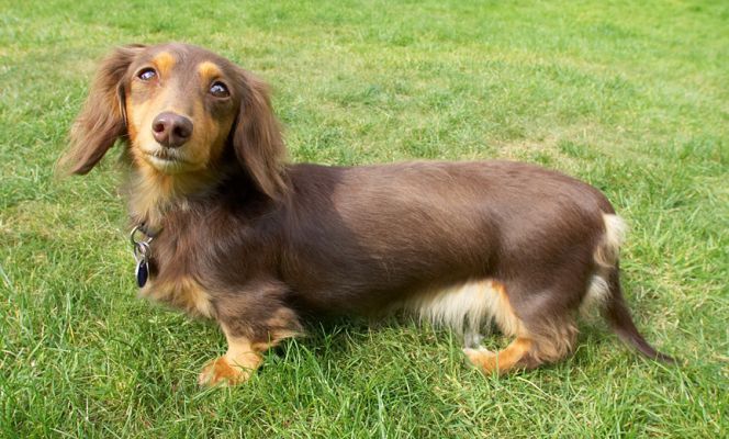 Boy, you're big
Anahtar kelimeler: Alberta Miniature longhaired Daschund