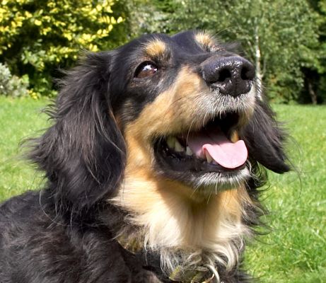 I think that might be for me
الكلمات الإستدلالية(لتسهيل البحث): Cartridge Miniature longhaired Daschund tongue