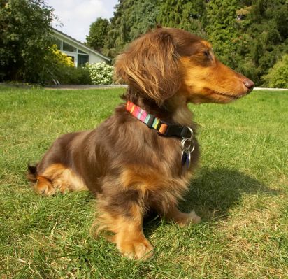 Hope you've got my good side
Palabras clave: Alberta Miniature longhaired Daschund