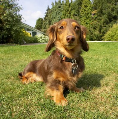 I'm good at this posing aren't I!
Ключові слова: Alberta Miniature longhaired Daschund