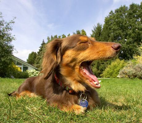 Ooooh, this is sooooo tiring
Palabras Clave: Alberta Miniature longhaired Daschund