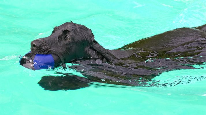 This is cool, a big pool to swim in
Keywords: Paddy Cocker Spaniel