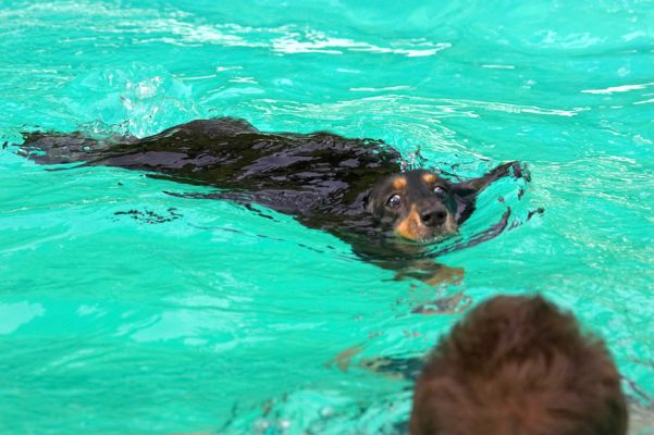I know I need to lose some weight but can't I just chase balls?!
Keywords: Cartridge Miniature longhaired Daschund