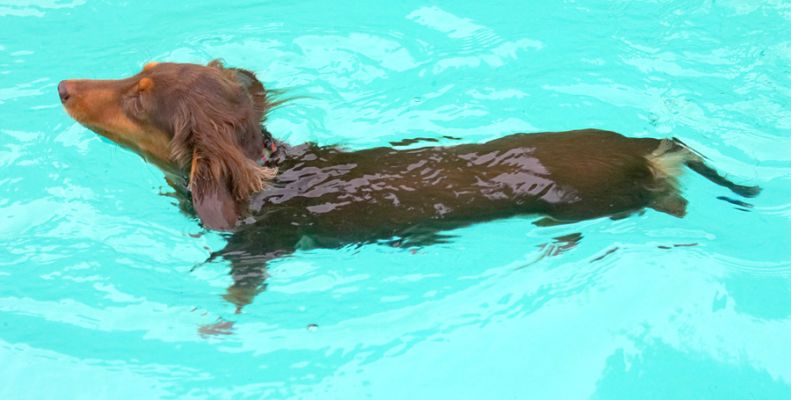 This swimming lark's not too bad
Anahtar kelimeler: Alberta Miniature Longhaired Daschund