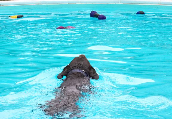 And I'm off!
Keywords: Lucky Chocolate Labrador