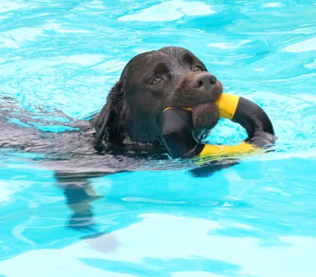 Another retrieval
Keywords: Lucky Chocolate Labrador