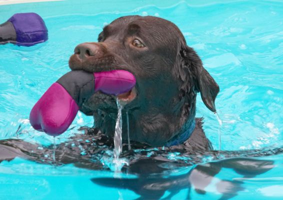 Phew, gottit
Keywords: Lucky Chocolate Labrador