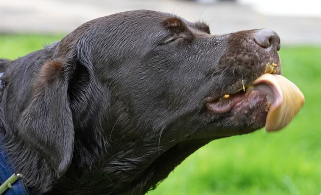 Oh, OK, if there is food on offer
Λέξεις-κλειδιά: Lucky Chocolate Labrador tongue