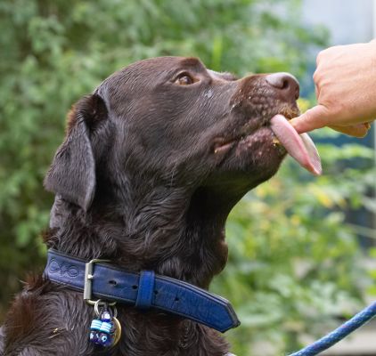 Yeah, make sure you give me every little bit
Trefwoorden: Lucky Chocolate Labrador tongue