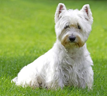 What's that you're pointing at me?
Ključne besede: Rufus Westie West Highland Terrier