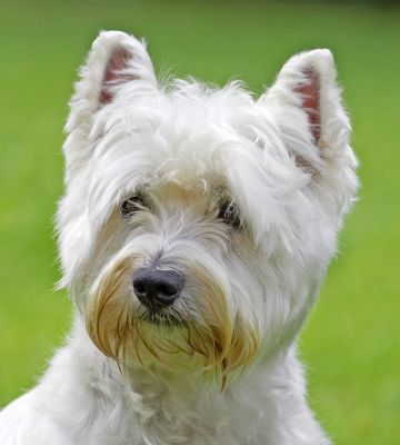I'm just enjoying the view.  OK?!
Avainsanat: Rufus Westie West Highland Terrier