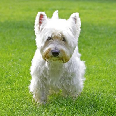 OK, I'll come for a walk then
Trefwoorden: Rufus Westie West Highland Terrier