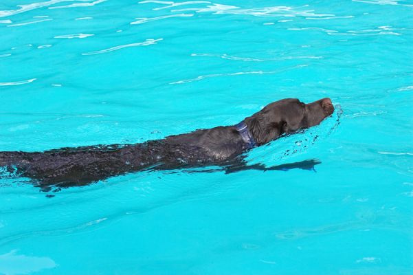 This is a cool resort.  I get to go swimming EVERY day
Keywords: Lucky Chocolate Labrador